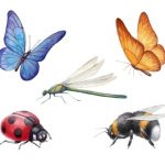 Creatures - Signs & Symbols