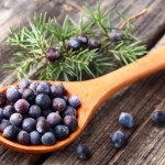 Juniper Berries - Gin