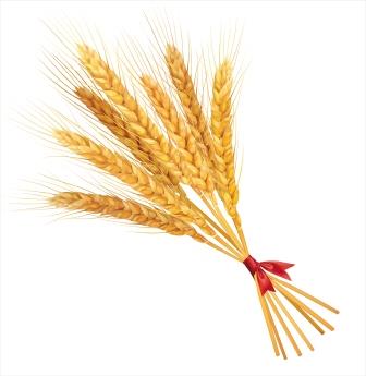 shutterstock_258607061 Corn Dollies