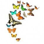 Butterflies