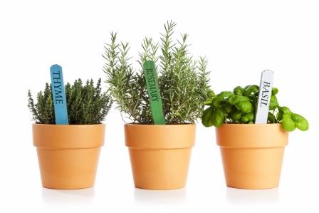 shutterstock_93970225 Medicinal Herbs